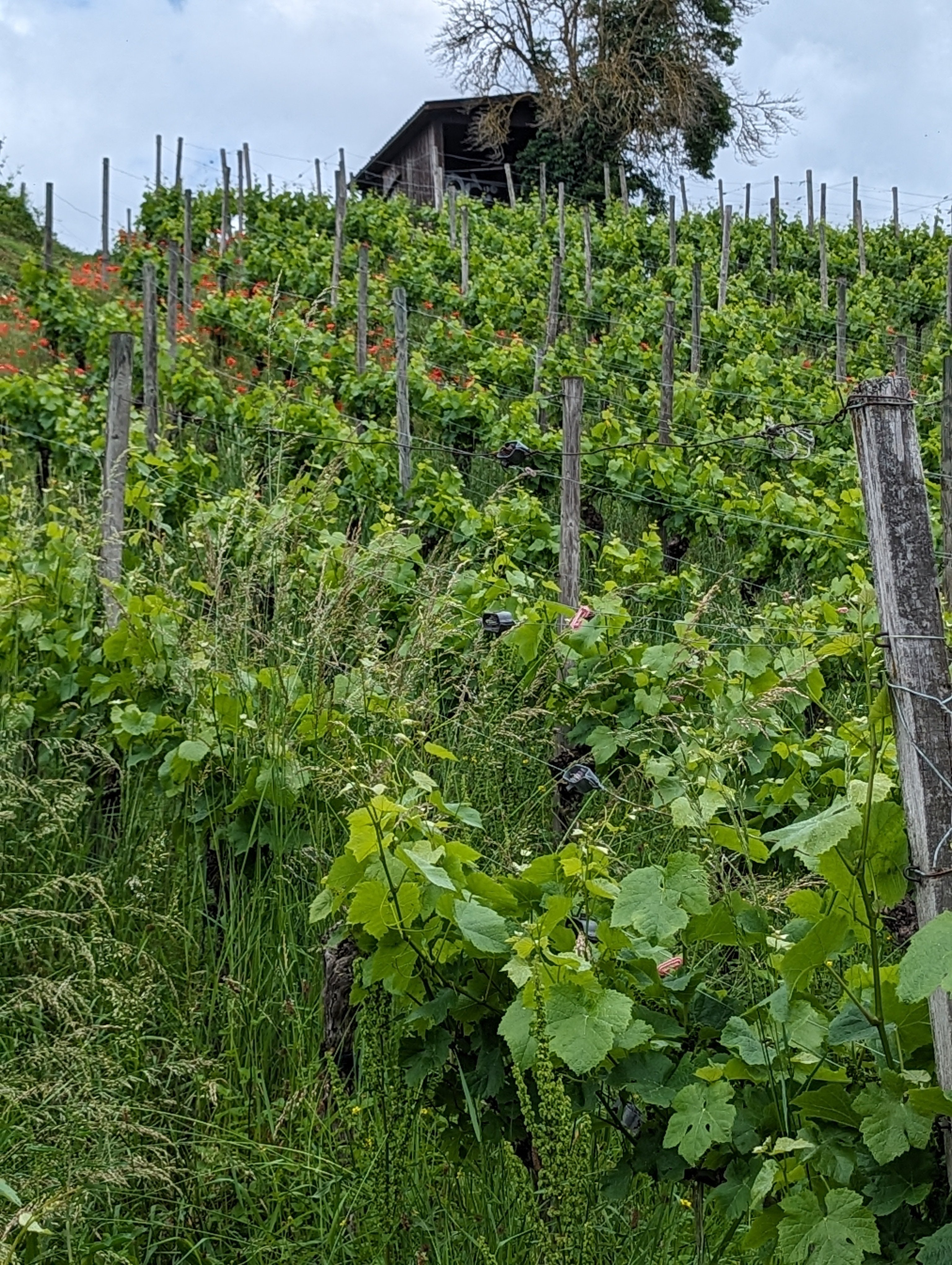 Pinot Gris Ambrato 2023