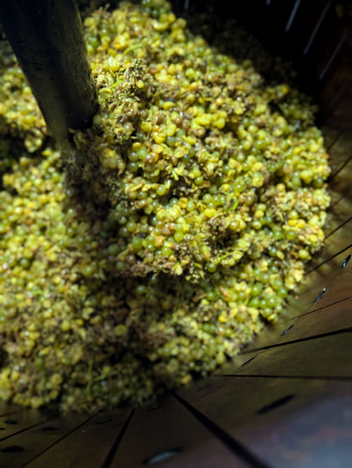 Chardonnay 2024 - One season Wine